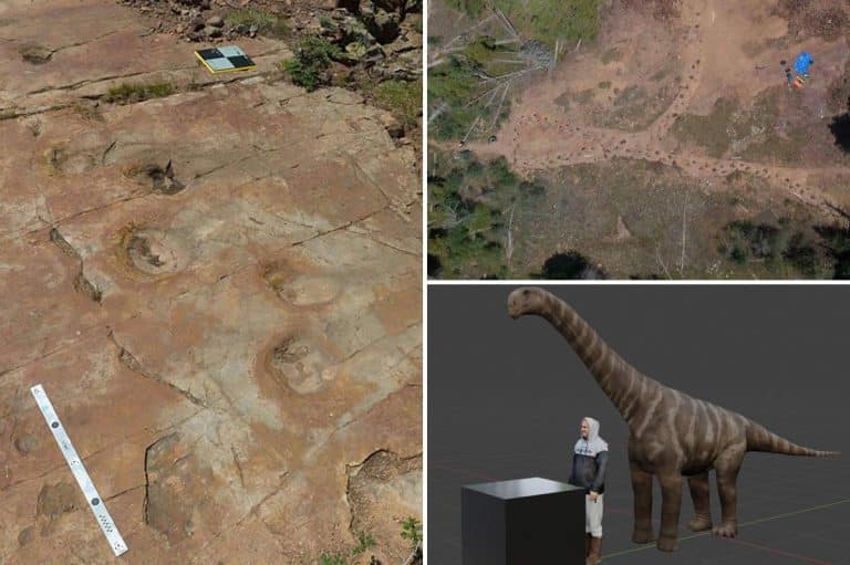Limping dinosaur’s twisted path puzzles paleontologists 150 million years later