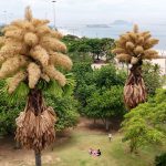 Rare palm trees in Rio de Janeiro finally bloom for first and only time after six decades