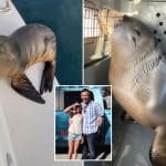 Sick sea lion pup rescued after hitching a ride on family’s boat to SoCal shore