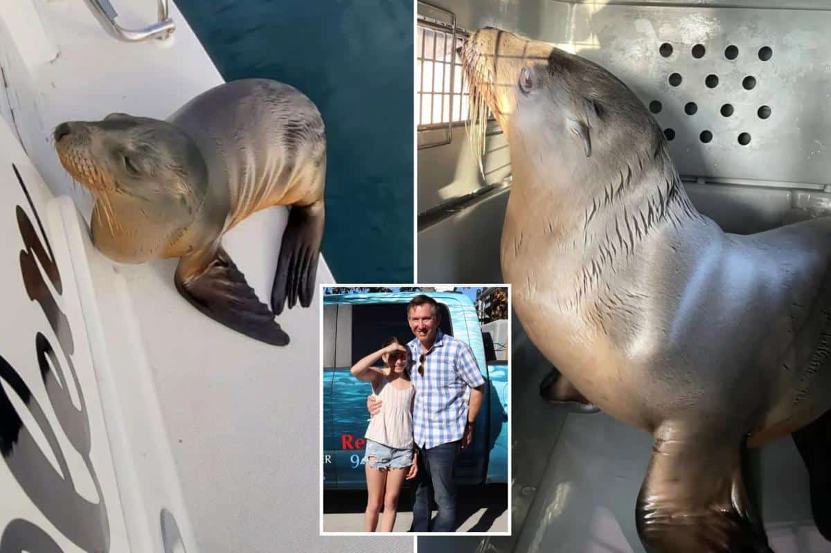 Sick sea lion pup rescued after hitching a ride on family’s boat to SoCal shore