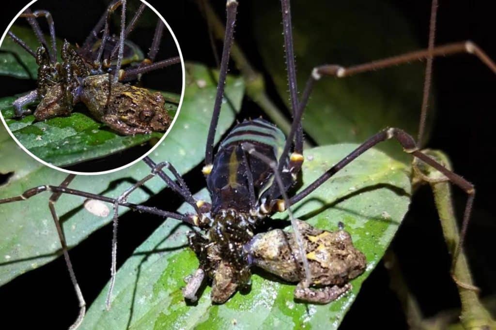 Daddy longlegs spiders shock scientists as they gobble up unusual prey like ‘gummy bears’