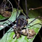 Daddy longlegs spiders shock scientists as they gobble up unusual prey like ‘gummy bears’