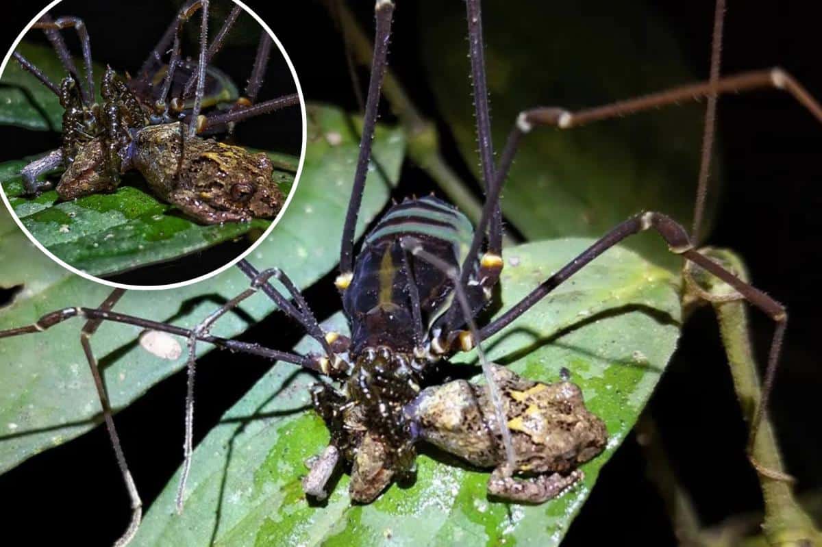 Daddy longlegs spiders shock scientists as they gobble up unusual prey like ‘gummy bears’