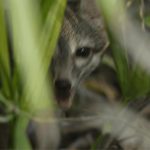 Adorable dwarf fox thought extinct for 20 years photographed for the first time