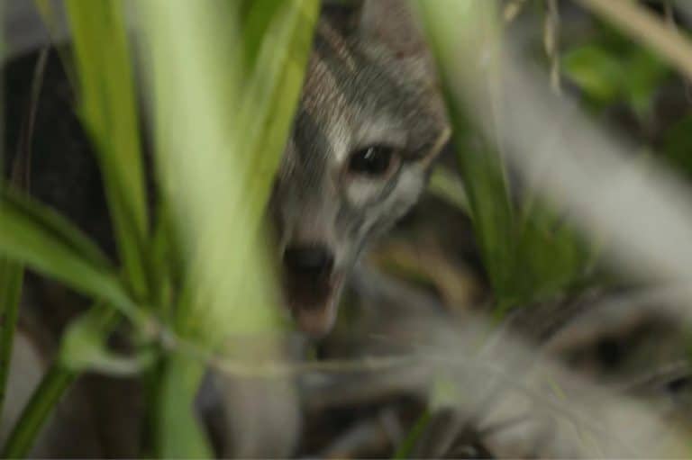 Adorable dwarf fox thought extinct for 20 years photographed for the first time