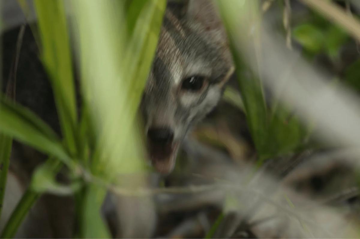 Adorable dwarf fox thought extinct for 20 years photographed for the first time