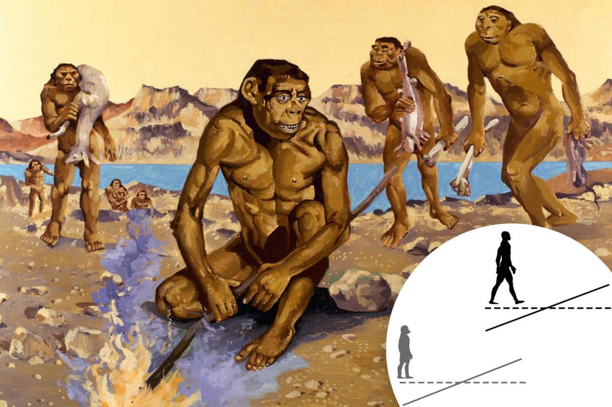 How an ancestral shift to eating more meat changed the course of human history — for the better