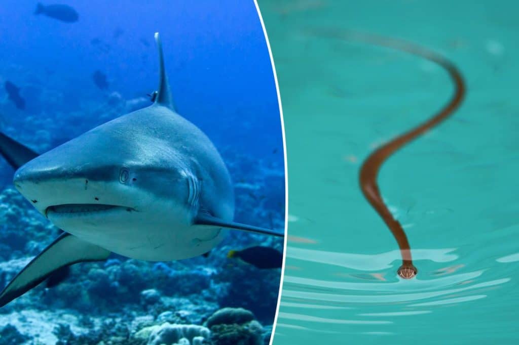Marine scientists warn El NiÃ±oÂ will push sharks, venomous snakes and other oceanic ‘oddities’ across seas