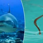 Marine scientists warn El NiÃ±oÂ will push sharks, venomous snakes and other oceanic ‘oddities’ across seas