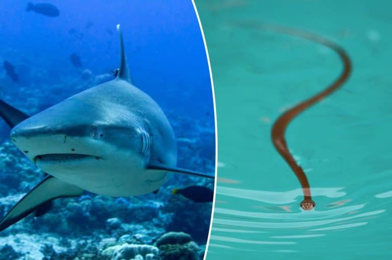 Marine scientists warn El NiÃ±oÂ will push sharks, venomous snakes and other oceanic ‘oddities’ across seas