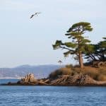 Residents rage as 50-year-old trees ripped down in Morro Bay: ‘Where would the birds live?’