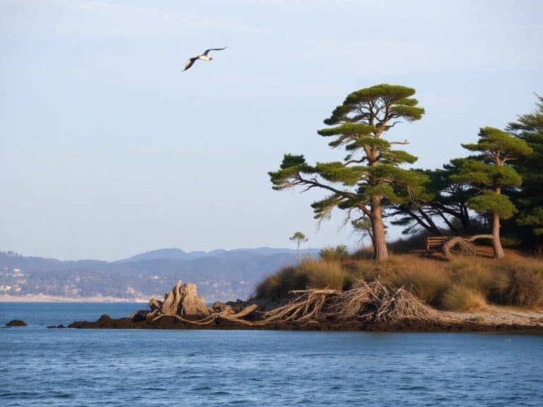 Residents rage as 50-year-old trees ripped down in Morro Bay: ‘Where would the birds live?’