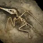 Bizarre Vondst: Vliegende Dinosaurus Verslonden door Reptiel, Daarna Opgegeten door Reusachtig Monster