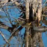 Birmese python in Florida wetland habitat met natuurbeschermers op achtergrond