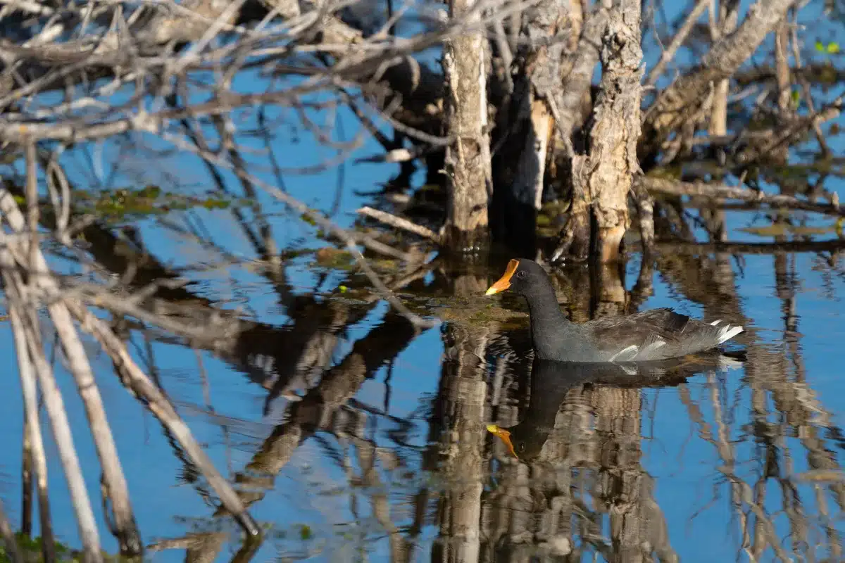 Birmese python in Florida wetland habitat met natuurbeschermers op achtergrond