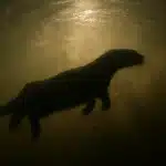 Gruwelijke Rivierotters Jagen: Majestueuze Californische Vogels Verdronken