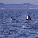 Orka's jagen op reuzenvis in woelig oceaanwater met spatten