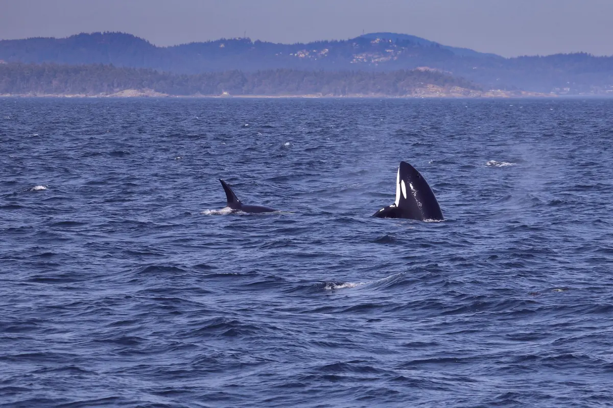 Orka's jagen op reuzenvis in woelig oceaanwater met spatten