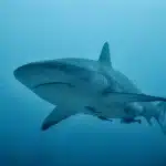 Visser worstelt met een haai in het water
