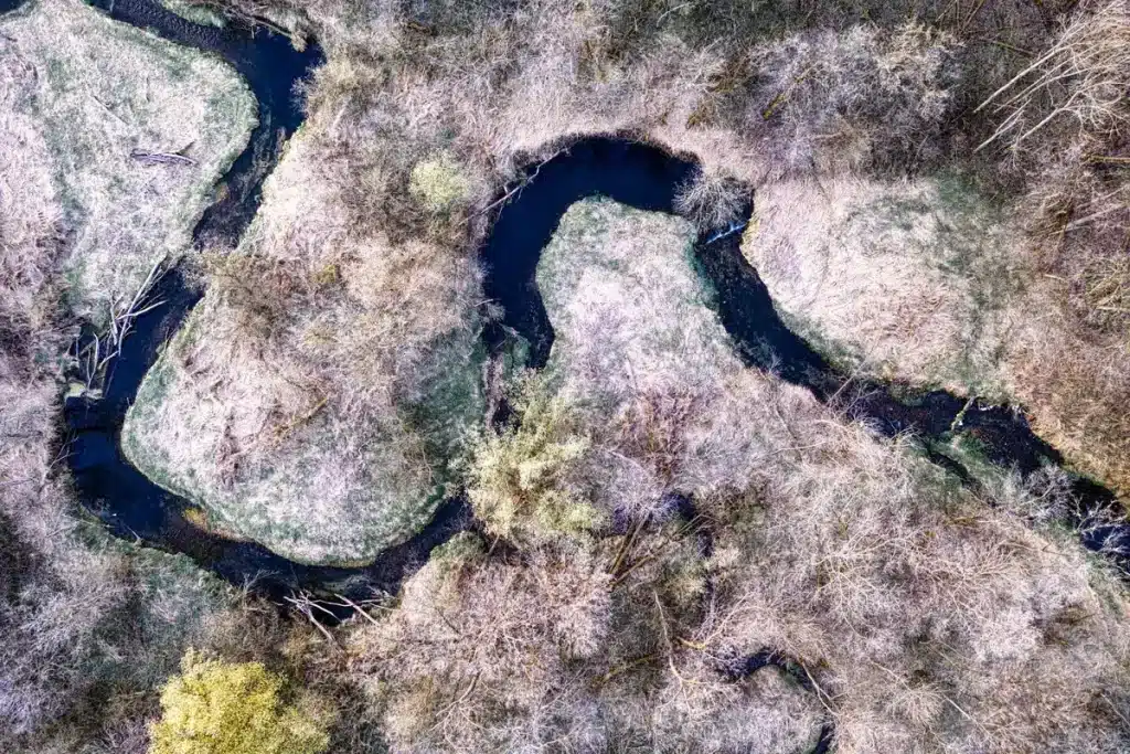 Bever dammen en beschadigde bomen langs een waterweg in natuurlijke omgeving