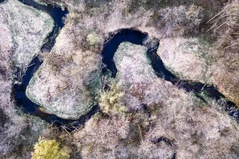 Bever dammen en beschadigde bomen langs een waterweg in natuurlijke omgeving