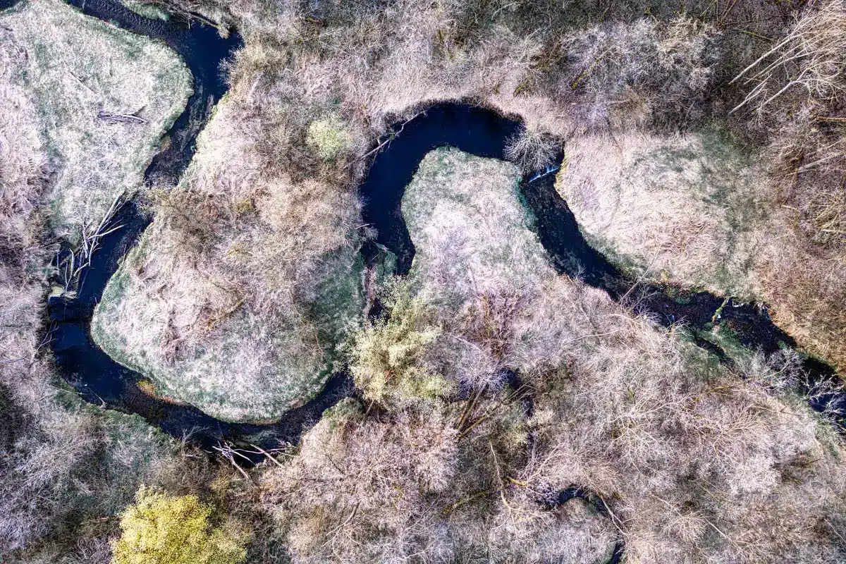 Bever dammen en beschadigde bomen langs een waterweg in natuurlijke omgeving