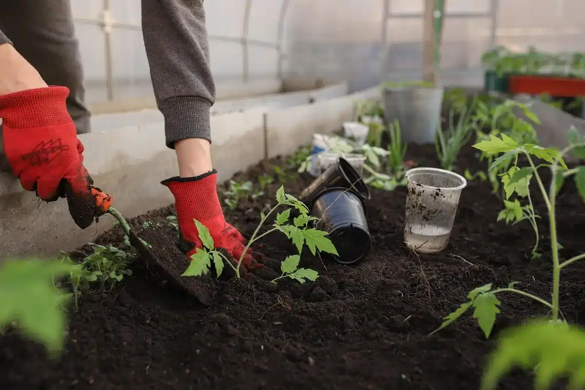 Laboratorium voor plantenveredeling met kweekrekken en onderzoekers