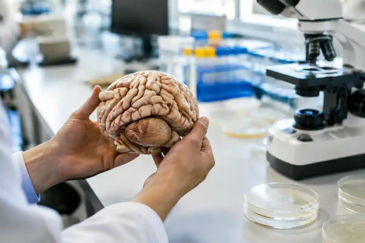 Hersenen blijken twee organen: doorbraakstudie kan behandeling van dodelijke ziekten radicaal veranderen