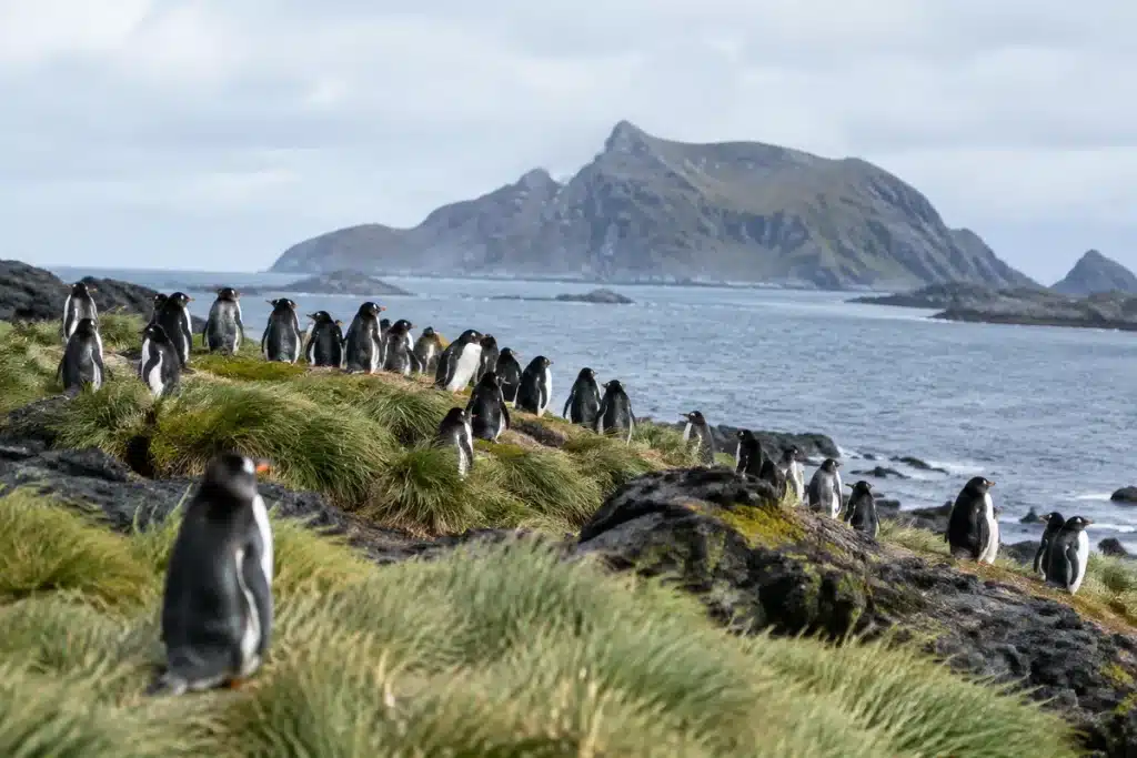 Nieuwe pinguïnsoort ontdekt in subantarctische wateren: eerste in meer dan 100 jaar