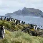Nieuwe pinguïnsoort ontdekt in subantarctische wateren: eerste in meer dan 100 jaar
