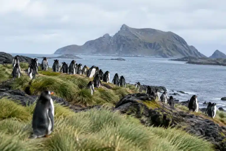 Nieuwe pinguïnsoort ontdekt in subantarctische wateren: eerste in meer dan 100 jaar
