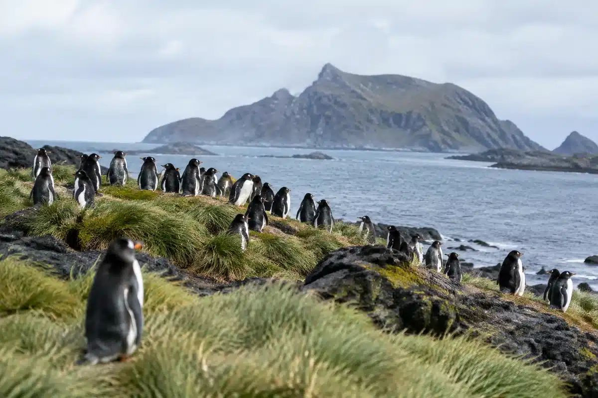 Nieuwe pinguïnsoort ontdekt in subantarctische wateren: eerste in meer dan 100 jaar
