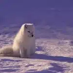 Sneeuwerig toendralandschap met anonieme tenten en verre mammoetachtige silhouetten