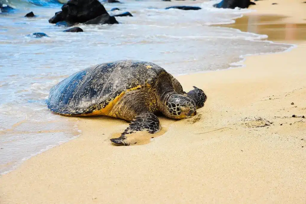 Afgesloten zeestrand met omheinde schildpaddennesten en koelboxen in helder daglicht