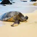 Afgesloten zeestrand met omheinde schildpaddennesten en koelboxen in helder daglicht