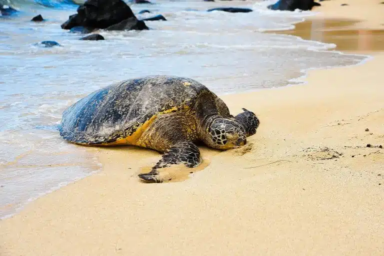 Afgesloten zeestrand met omheinde schildpaddennesten en koelboxen in helder daglicht